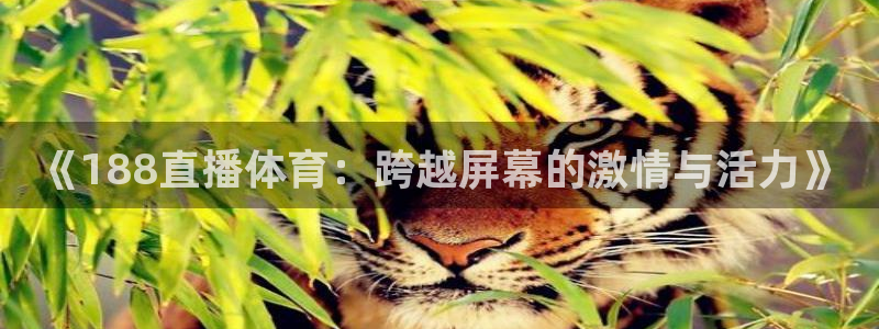 看球吧nba免费直播