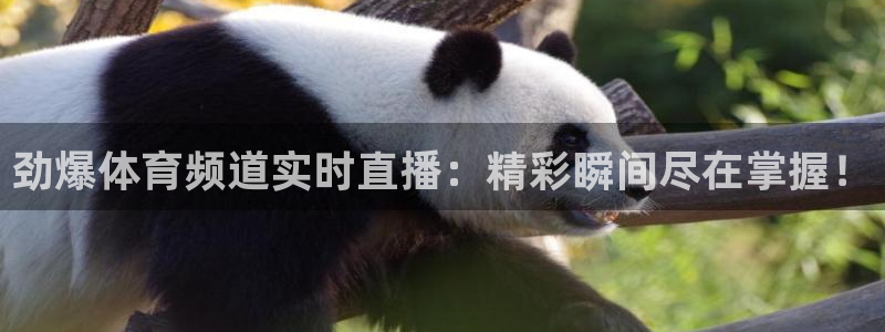 nba视频直播无插件看球吧